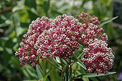 Cinderella Milkweed (Asclepias incarnata 'Cinderella') at Sargent's Nursery