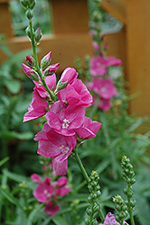 Brilliant Prairie Mallow (Sidalcea oregana 'Brilliant') at Sargent's Nursery