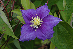 Will Goodwin Clematis (Clematis 'Will Goodwin') at Sargent's Nursery