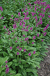 Hummelo Betony (Stachys monieri 'Hummelo') at Sargent's Nursery