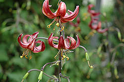 Claude Shride Martagon Lily (Lilium martagon 'Claude Shride') at Sargent's Nursery