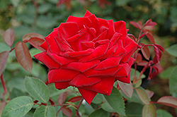 Kashmir Rose (Rosa 'Kashmir') at Sargent's Nursery