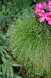 Fiber Optic Grass (Isolepis cernua) at Sargent's Nursery