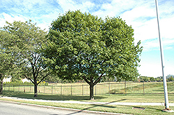 Norway Maple (Acer platanoides) at Sargent's Nursery