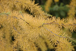 Tamarack (Larix laricina) at Sargent's Nursery