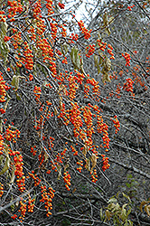 American Bittersweet (Celastrus scandens) at Sargent's Nursery