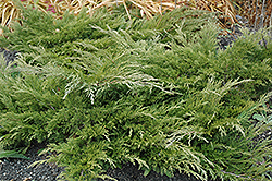 Calgary Carpet Juniper (Juniperus sabina 'Calgary Carpet') at Sargent's Nursery