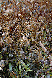 Northern Sea Oats (Chasmanthium latifolium) at Sargent's Nursery