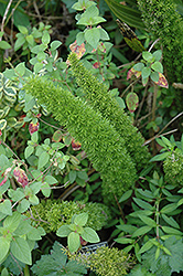 Asparagus Fern (Asparagus densiflorus) at Sargent's Nursery