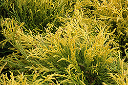 Golden Mop Falsecypress (Chamaecyparis pisifera 'Golden Mop') at Sargent's Nursery