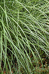 Little Kitten Dwarf Maiden Grass (Miscanthus sinensis 'Little Kitten') at Sargent's Nursery