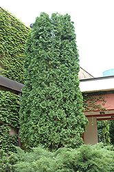 Pyramidal Arborvitae (Thuja occidentalis 'Pyramidalis') at Sargent's Nursery