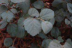 Blue Shadow Fothergilla (Fothergilla major 'Blue Shadow') at Sargent's Nursery