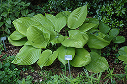 Sum and Substance Hosta (Hosta 'Sum and Substance') at Sargent's Nursery