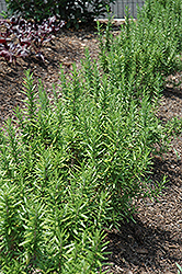 Spice Islands Rosemary (Rosmarinus officinalis 'Spice Islands') at Sargent's Nursery