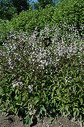 Husker Red Beard Tongue (Penstemon digitalis 'Husker Red') at Sargent's Nursery