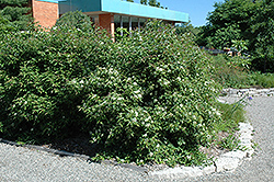 Gray Dogwood (Cornus racemosa) at Sargent's Nursery