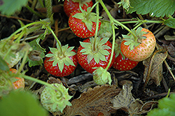 Common Wild Strawberry (Fragaria virginiana) at Sargent's Nursery
