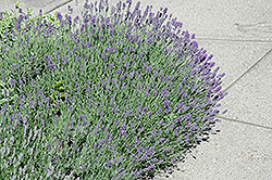 Munstead Lavender (Lavandula angustifolia 'Munstead') at Sargent's Nursery