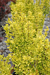 Sunjoy Gold Pillar Japanese Barberry (Berberis thunbergii 'Maria') at Sargent's Nursery