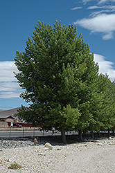 Siouxland Poplar (Populus deltoides 'Siouxland') at Sargent's Nursery