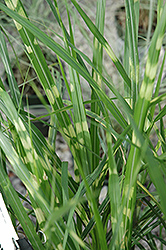 Porcupine Grass (Miscanthus sinensis 'Porcupine') at Sargent's Nursery