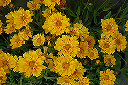 Jethro Tull Tickseed (Coreopsis 'Jethro Tull') at Sargent's Nursery