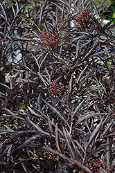 Black Lace Elder (Sambucus nigra 'Eva') at Sargent's Nursery