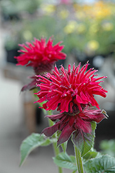 Fireball Beebalm (Monarda didyma 'Fireball') at Sargent's Nursery