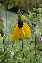 Mexican Hat (Ratibida columnifera) at Sargent's Nursery