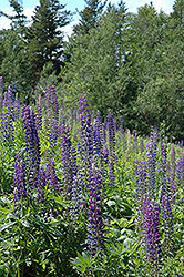 Wild Lupine (Lupinus perennis) at Sargent's Nursery