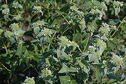 Short Toothed Mountain Mint (Pycnanthemum muticum) at Sargent's Nursery