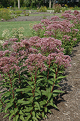 Baby Joe Dwarf Joe Pye Weed (Eupatorium dubium 'Baby Joe') at Sargent's Nursery