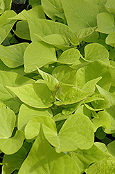 Sweet Caroline Sweetheart Light Green Sweet Potato Vine (Ipomoea batatas 'Sweet Caroline Sweetheart Light Green') at Sargent's Nursery