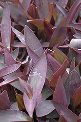 Purple Heart (Setcreasea pallida 'Purple Heart') at Sargent's Nursery