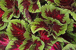 Kong Red Coleus (Solenostemon scutellarioides 'Kong Red') at Sargent's Nursery