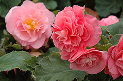 Nonstop Pink Begonia (Begonia 'Nonstop Pink') at Sargent's Nursery