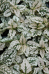 Splash Select White Polka Dot Plant (Hypoestes phyllostachya 'PAS2343') at Sargent's Nursery