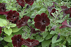 Black Satin Petunia (Petunia 'Black Satin') at Sargent's Nursery