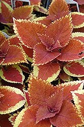 Trusty Rusty Coleus (Solenostemon scutellarioides 'Trusty Rusty') at Sargent's Nursery