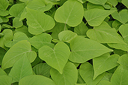 Sweet Caroline Sweetheart Light Green Sweet Potato Vine (Ipomoea batatas 'Sweet Caroline Sweetheart Light Green') at Sargent's Nursery