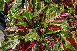 Kong Mosaic Coleus (Solenostemon scutellarioides 'Kong Mosaic') at Sargent's Nursery