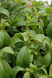 Sweetleaf (Stevia rebaudiana) at Sargent's Nursery