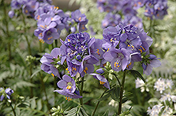 Bressingham Purple Jacob's Ladder (Polemonium 'Bressingham Purple') at Sargent's Nursery