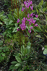 Shooting Star (Dodecatheon meadia) at Sargent's Nursery