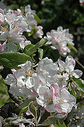 Wealthy Apple (Malus 'Wealthy') at Sargent's Nursery