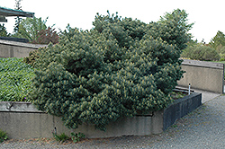 Blue Shag White Pine (Pinus strobus 'Blue Shag') at Sargent's Nursery