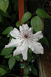 Eye Of The Storm Clematis (Clematis 'Vancouver Fragrant Star') at Sargent's Nursery