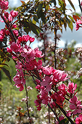 Show Time Flowering Crab (Malus 'Shotizam') at Sargent's Nursery