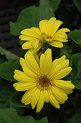 Yellow Gerbera Daisy (Gerbera 'Yellow') at Sargent's Nursery